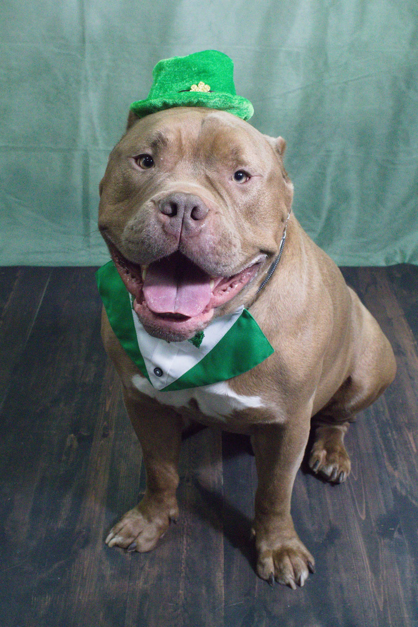 Dog St.Pats